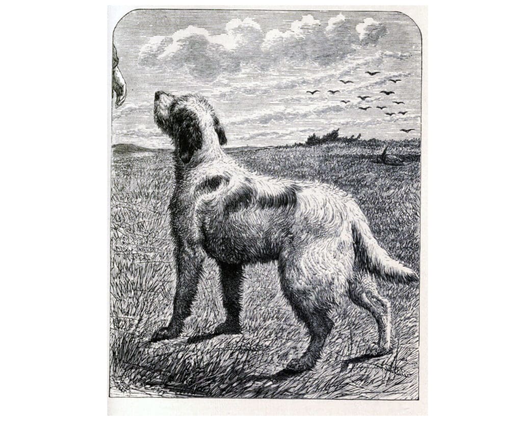 An old engraving of a Russian Setter hunting in England