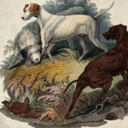 a painting of dogs believed to have been russian setters