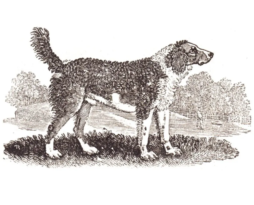 Illustration of a water spaniel 