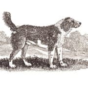 Historical illustration of the Large Water Spaniel