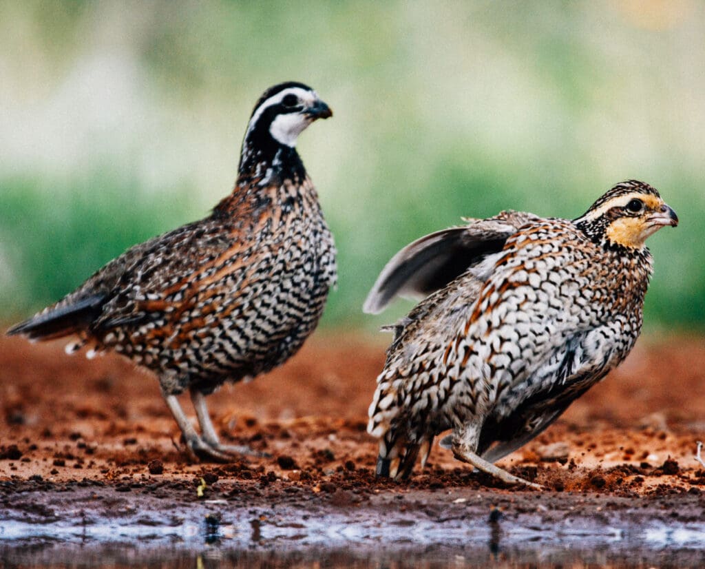 Bobwhite quail drink from water in the rain