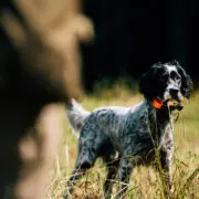 An English Setter working in a field