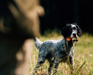 An English Setter working in a field