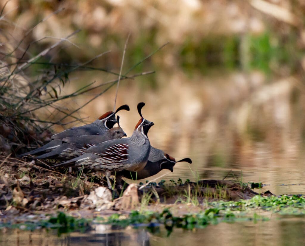 Gambel's quail drink from water