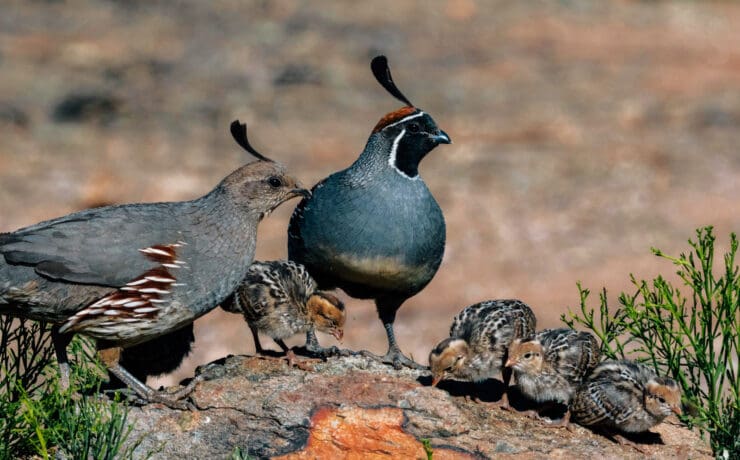 Gambel's quail with chicks in the Southwest