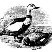 Historical drawing of the Labrador Duck.