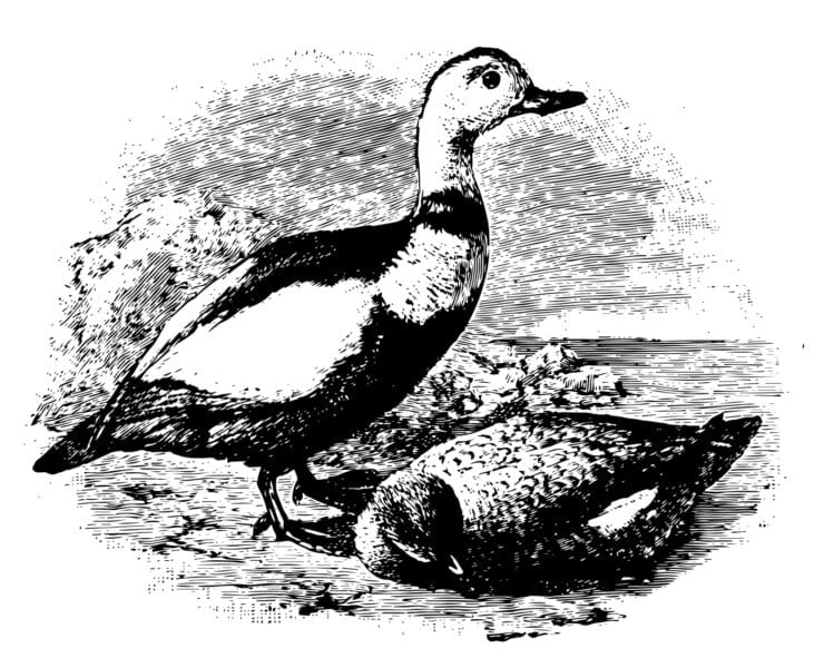 Historical drawing of the Labrador Duck.