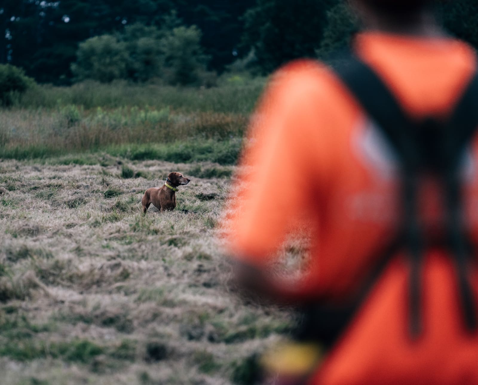 A hunting dog pointing during a NAVHDA utility test