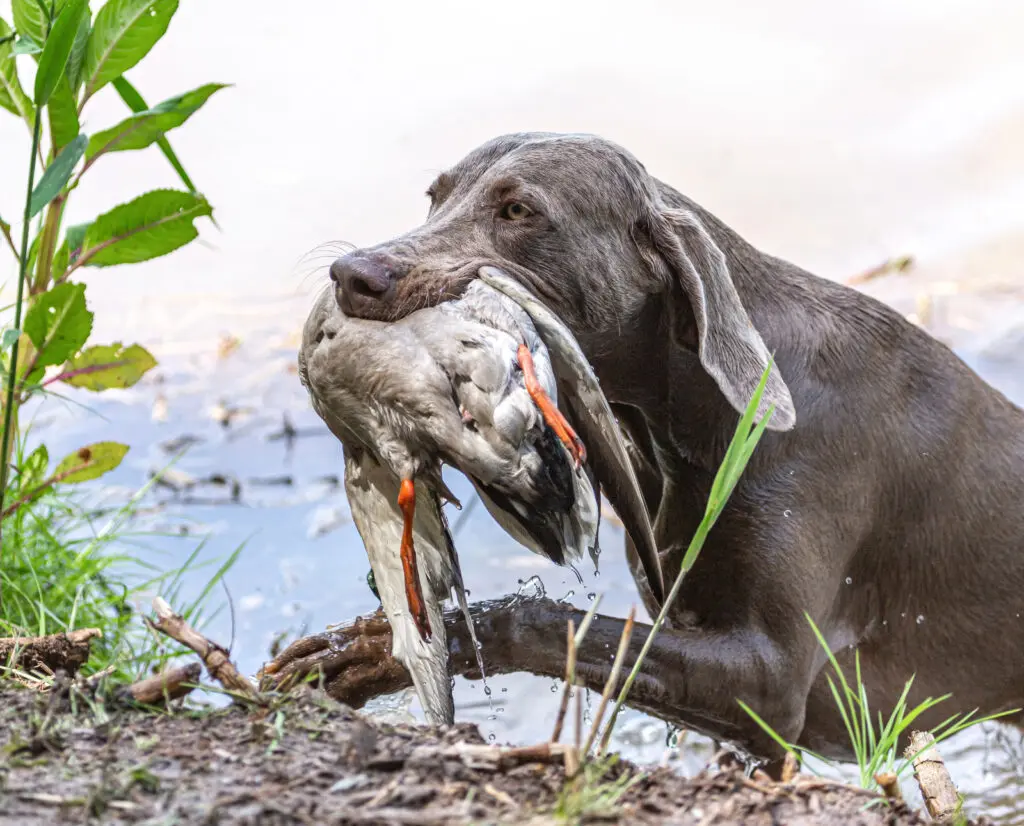 a versatile hunting dog retrieves a duck during a NAVHDA Utility test