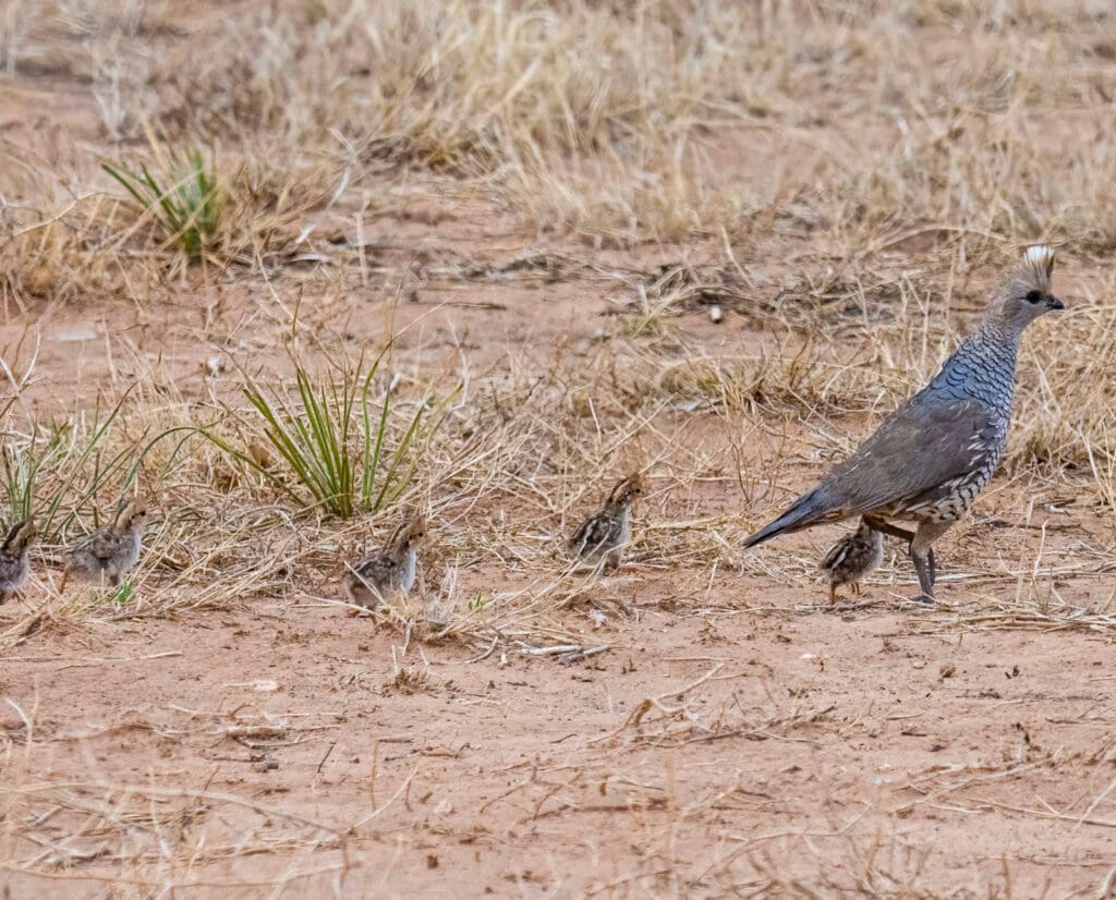 Scaled quail with chicks