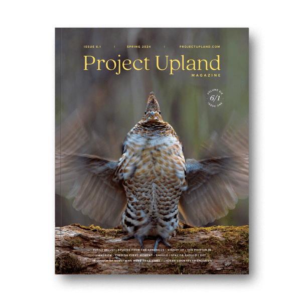 Cover of SPring 2024 issue of Project Upland Magazine featuring a drumming Ruffed Grouse