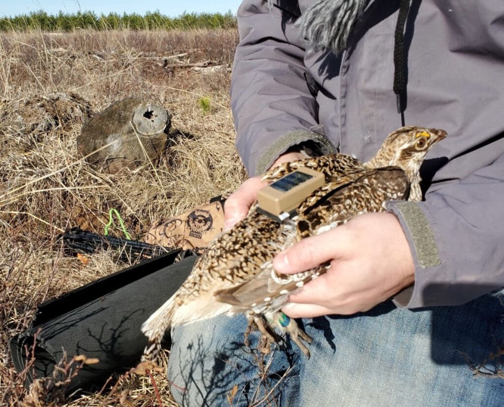 A biologist attached a GPS backpack to a Sharp-tailed Grouse in Wisconsin 
