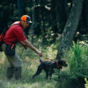 A man holds a leashed German Wirehair Pointer.