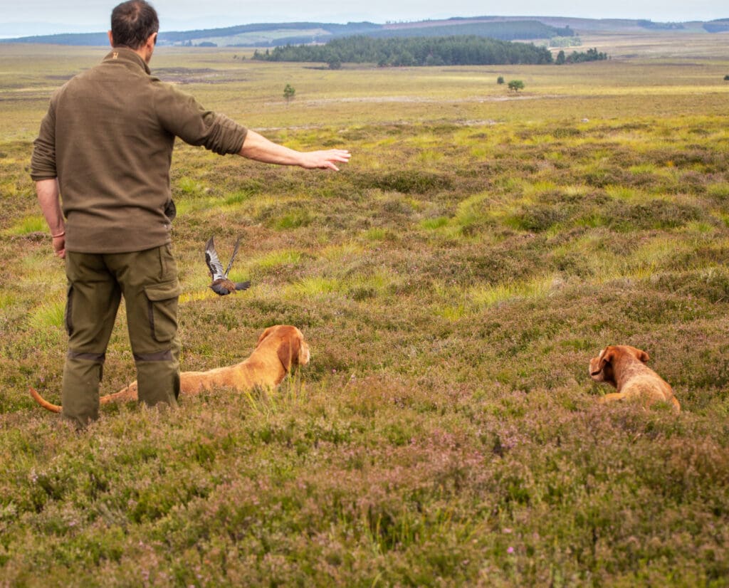 A dog handler works with pointing dogs on staying steady during red grouse counting