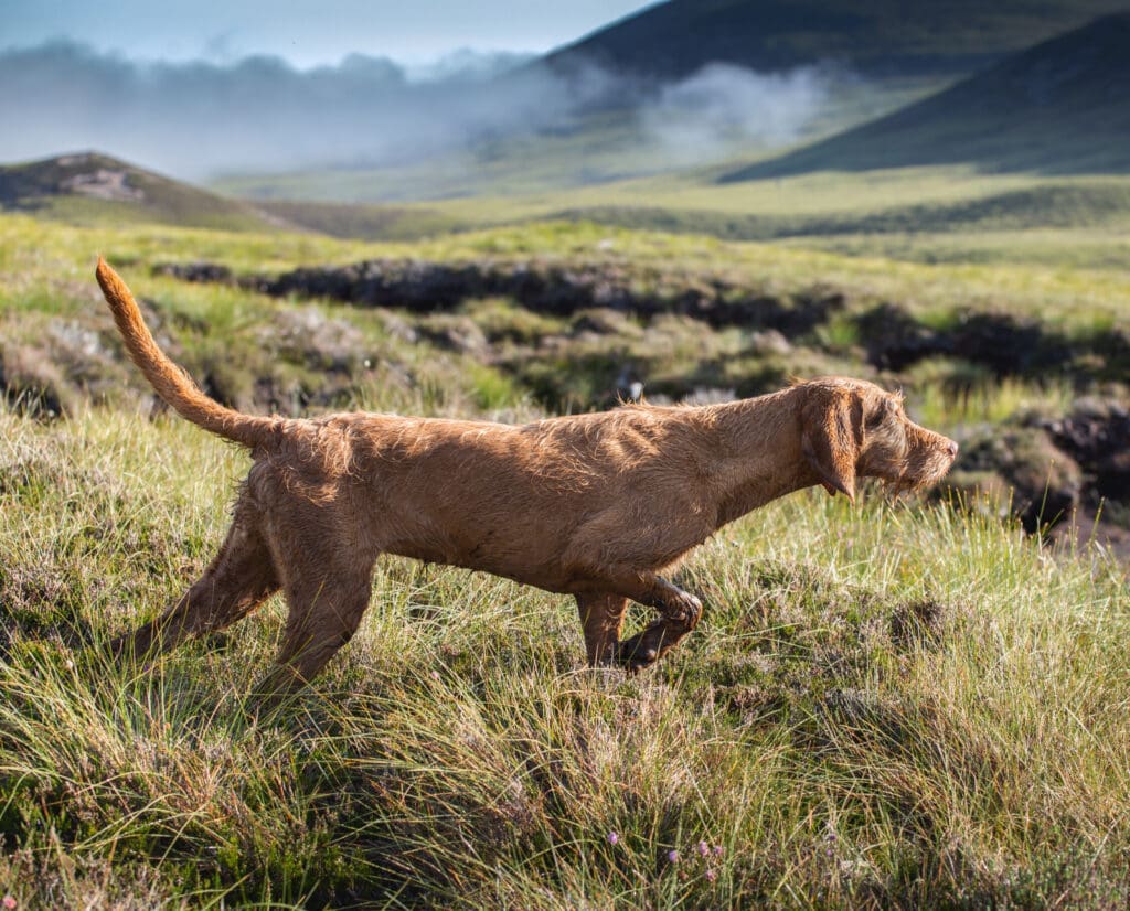 A Hungarian Wirehaired Vizsla in Scotland