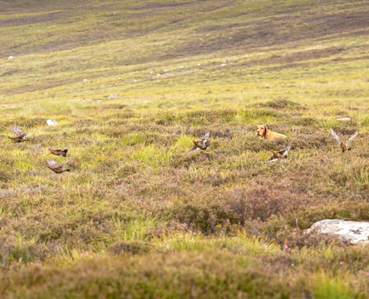 pointing dog holds stead while red grouse flush in Scotland