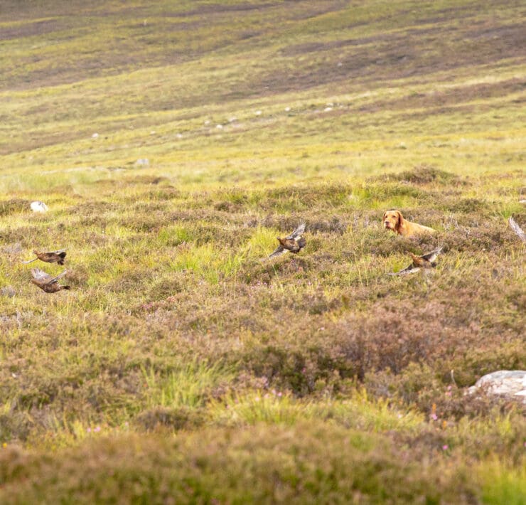 pointing dog holds stead while red grouse flush in Scotland