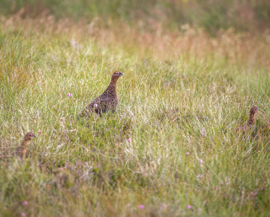 Red grouse hen with chicks in Scotland