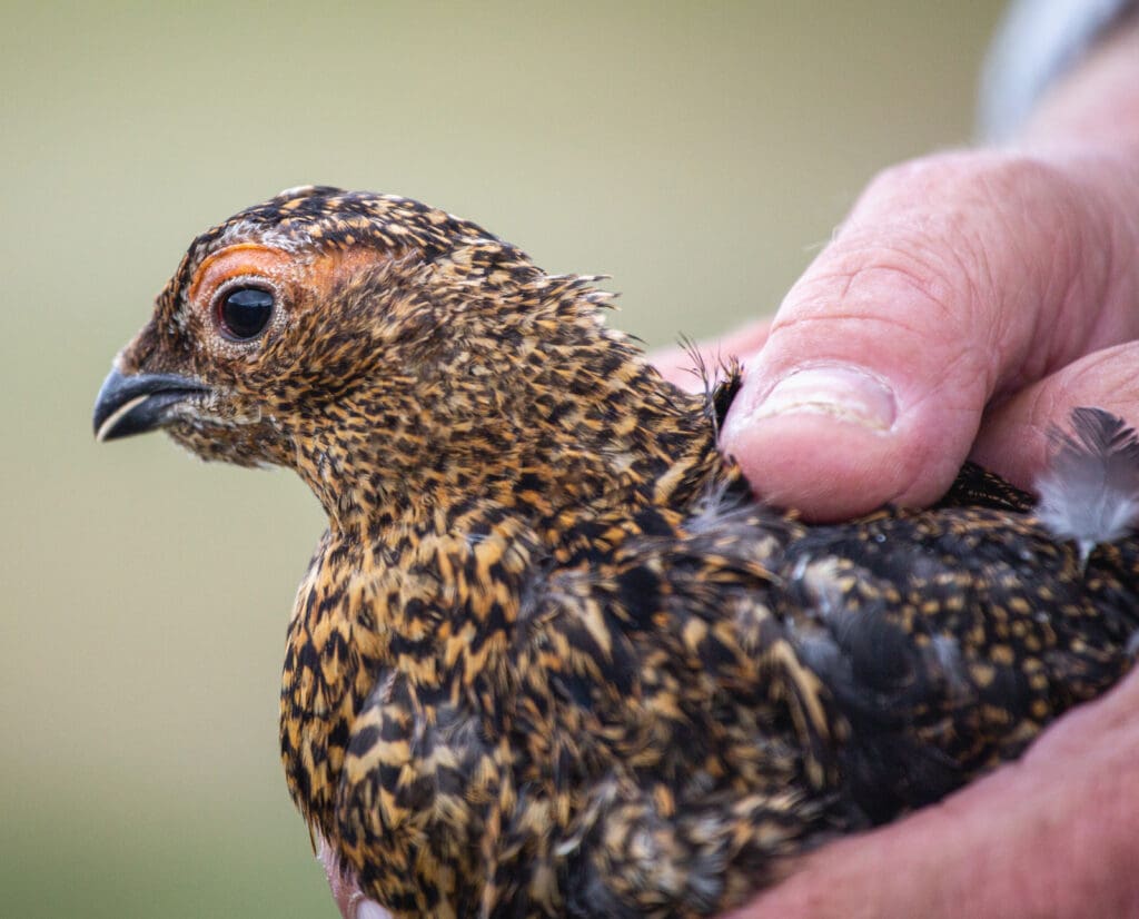 Red Grouse chick in the gamekeepers hand