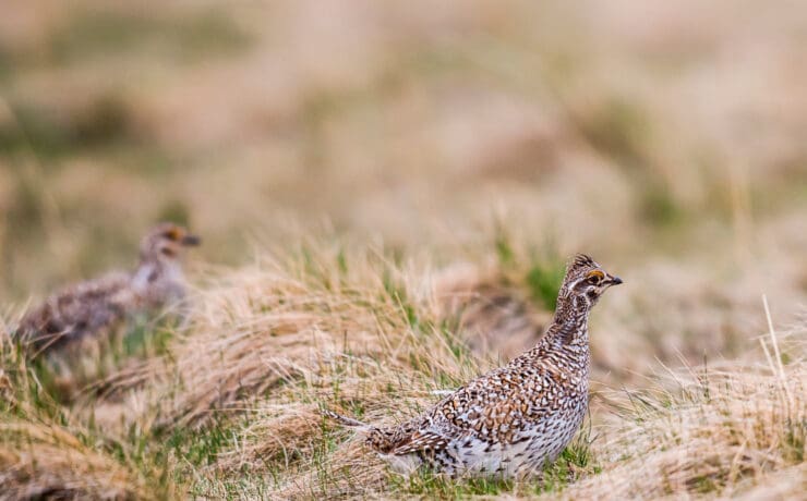 a Sharp-tailed grouse in Wisconsin