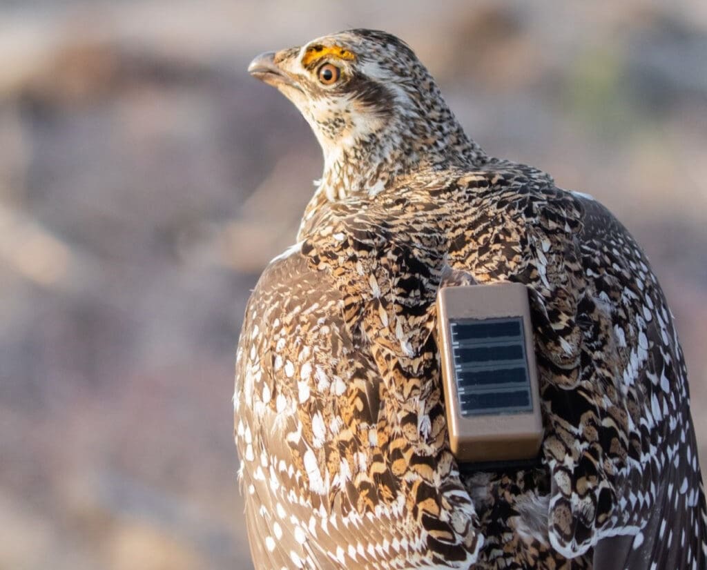 A GPS unit on a sharp-tailed grouse for research