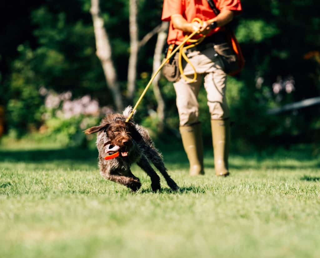 An excited hunting dog pulls a dog trainer on a long lead.