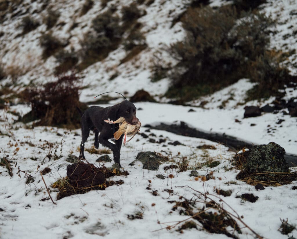 A dog retrieves a chukar while hunting