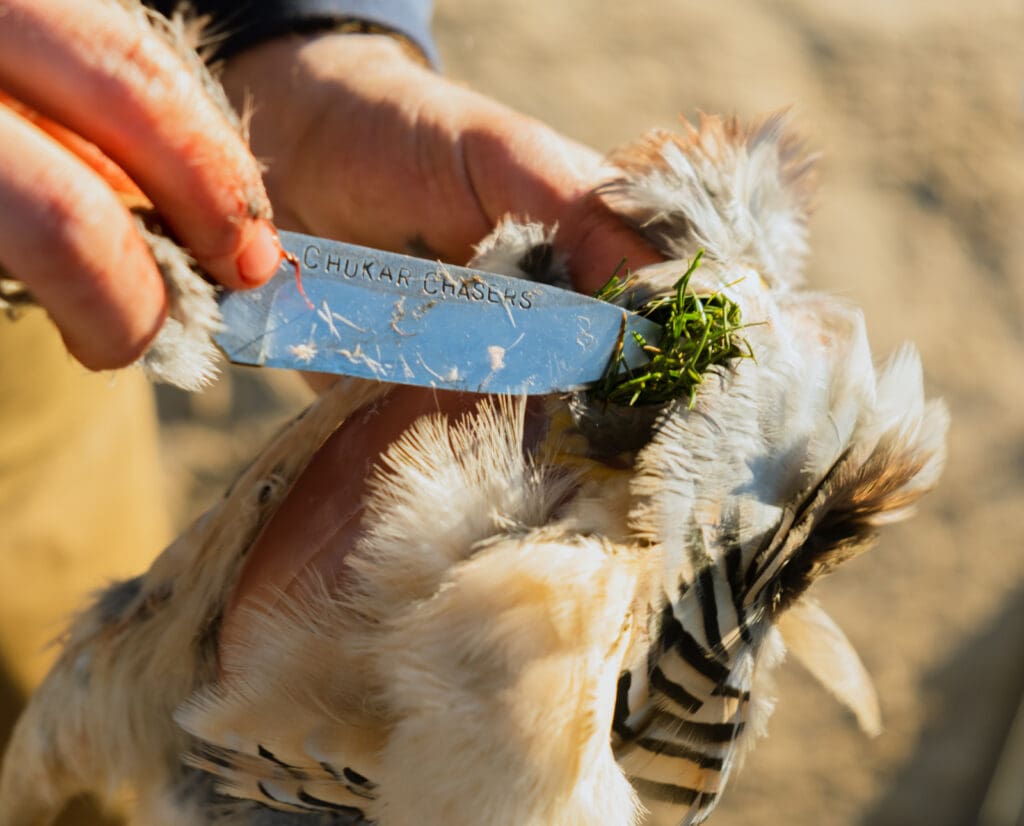 examining the crop of a chukar while hunting