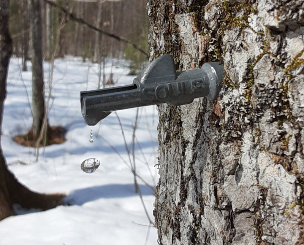A tap for maple water on a sugar maple tree.