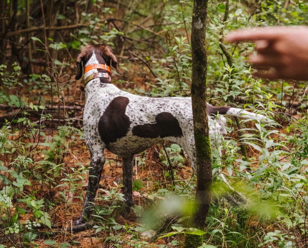 A dog training observes a dogs body position to gain information.