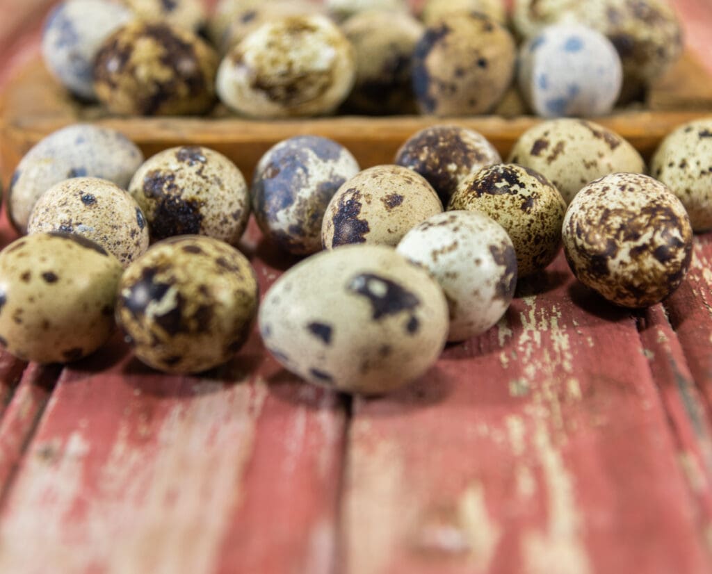 Coturnix Quail eggs for home grown food