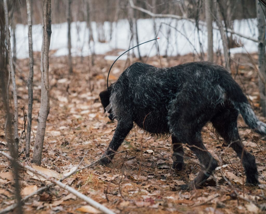 An intense point from a bird dog on wild game. 