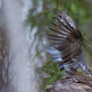 A ruffed grouse drums on a log durning the spring.