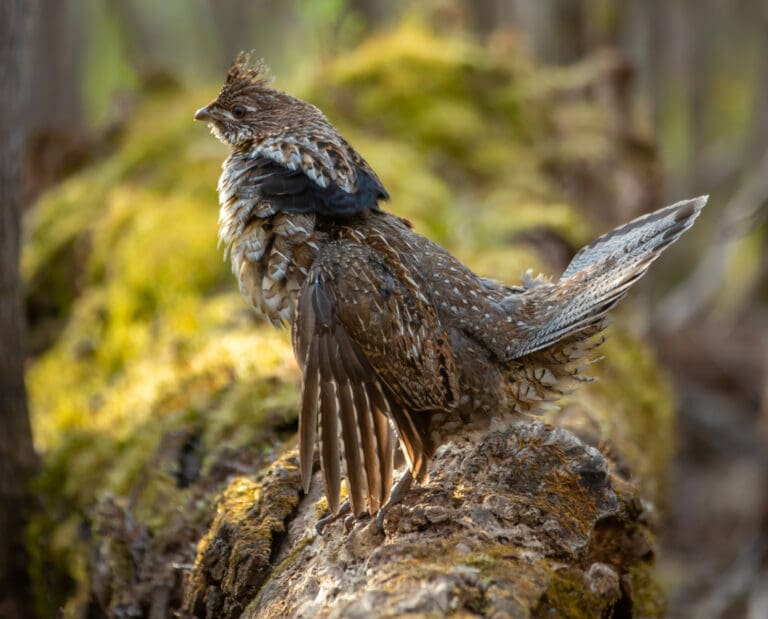 Ruffed Grouse Drumming - The Mysterious Noise of the Forest