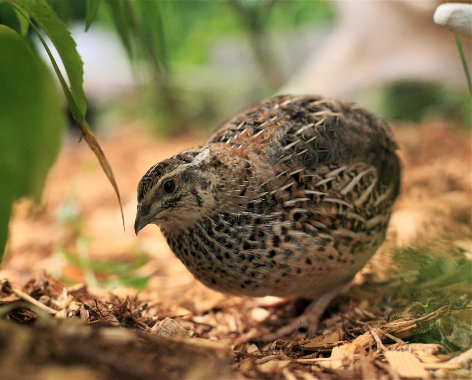 A Coturnix Quail in a backyard raised environment.