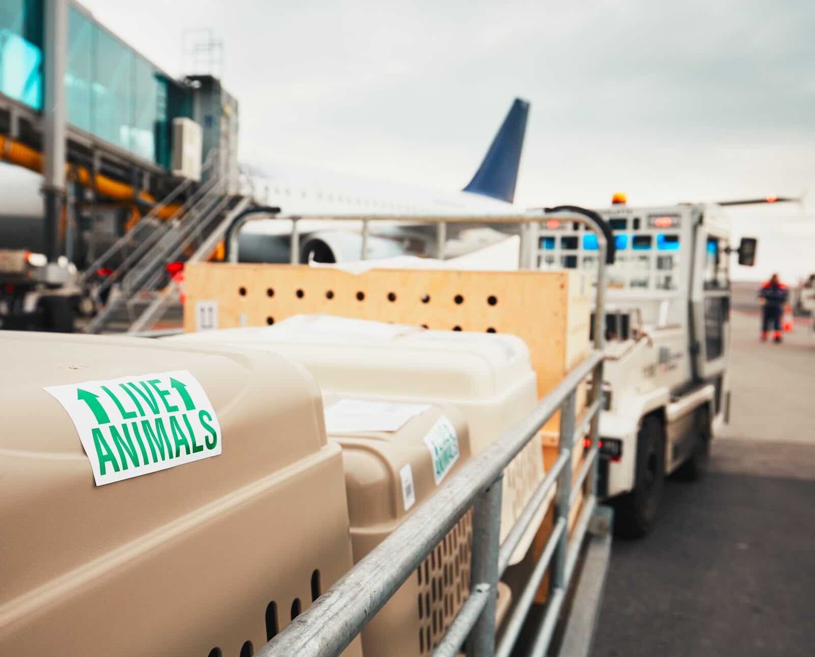 Live animal crates are stacked on a cart to be loaded onto an airplane