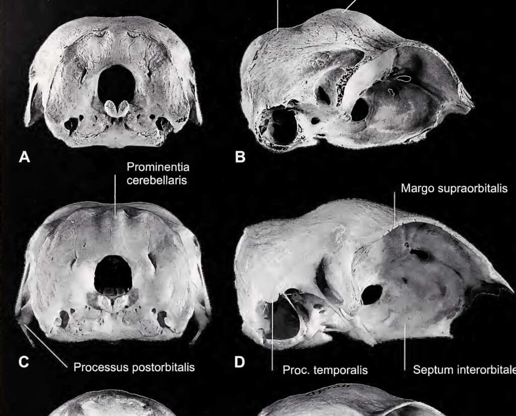 Skulls of the extinct wild turkey in California. 
