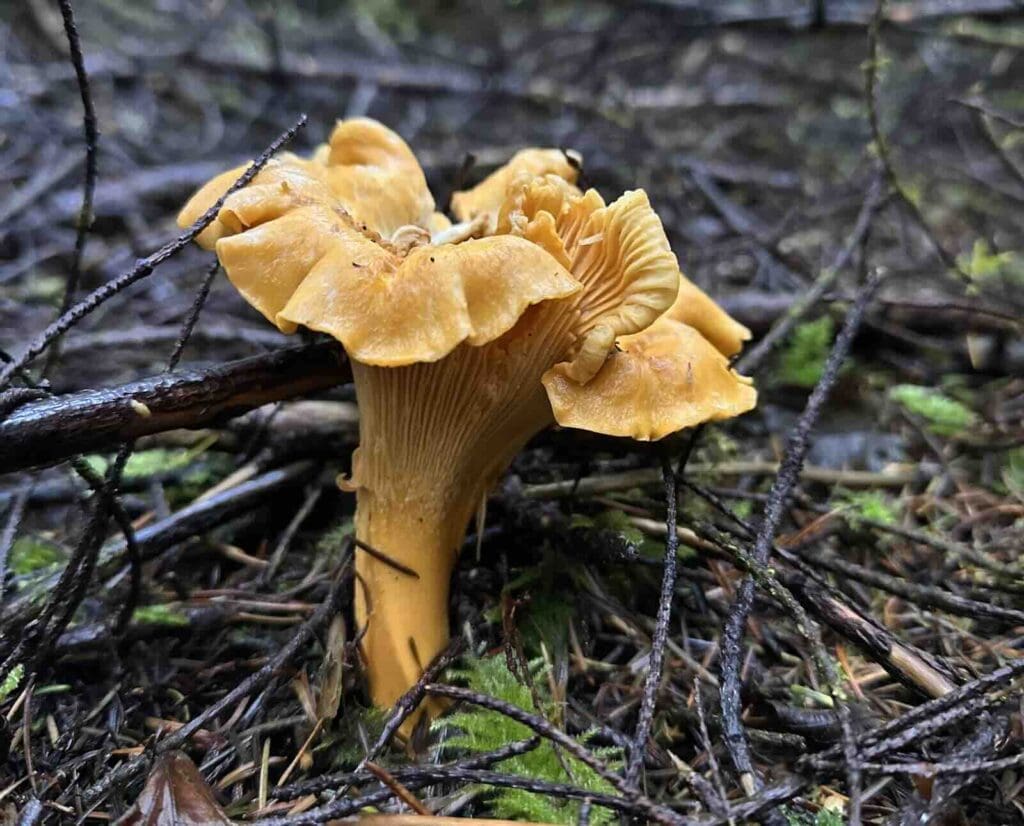 A golden chanterelle mushroom fruits above a forest floor