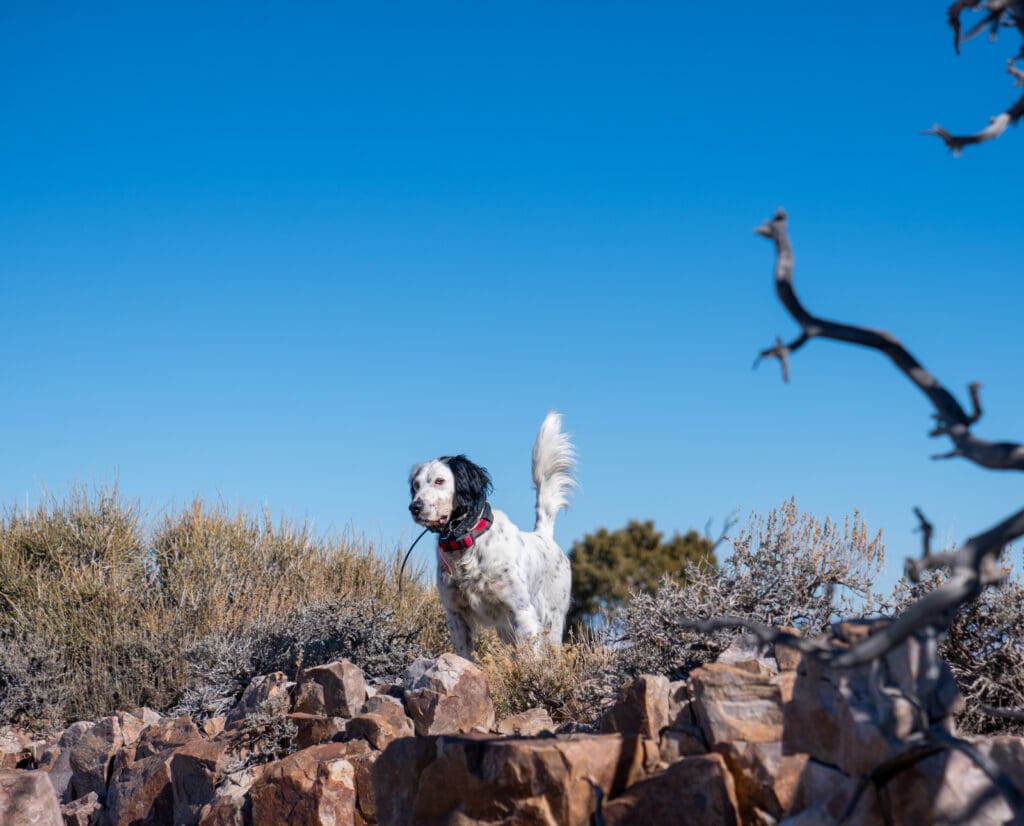 An English Setter points a sage grouse in pinyon jay habitat.