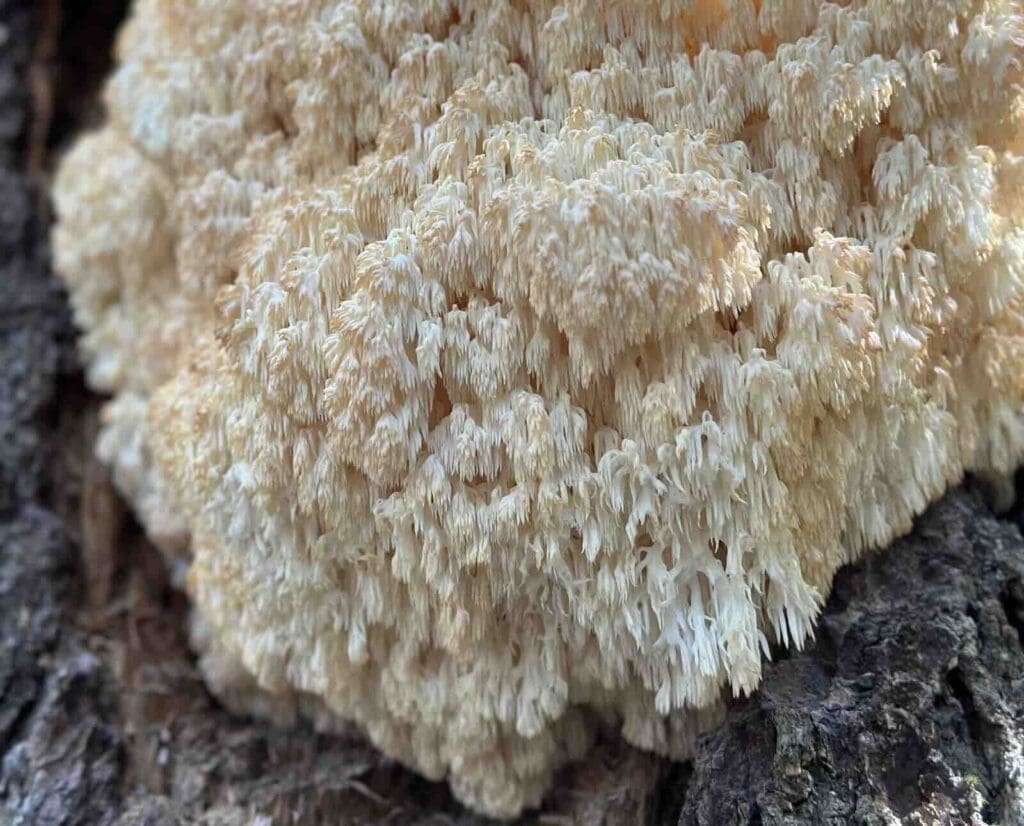 Hericium (lion's mane) mushroom fruiting on a decaying tree