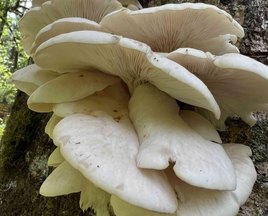 Oyster mushrooms fruiting on a decaying tree stump