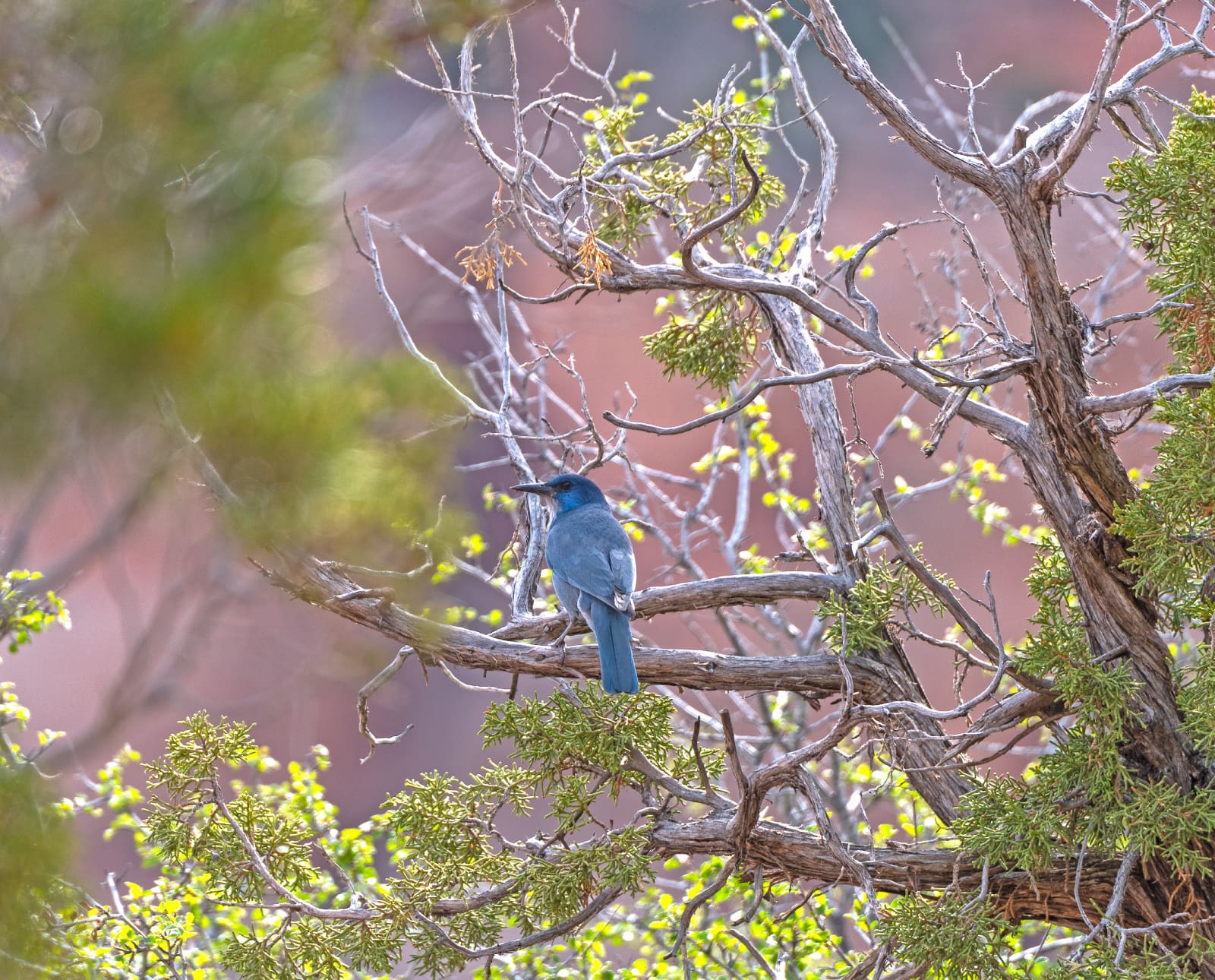 A Pinyon Jay in a tree in sage habitat.