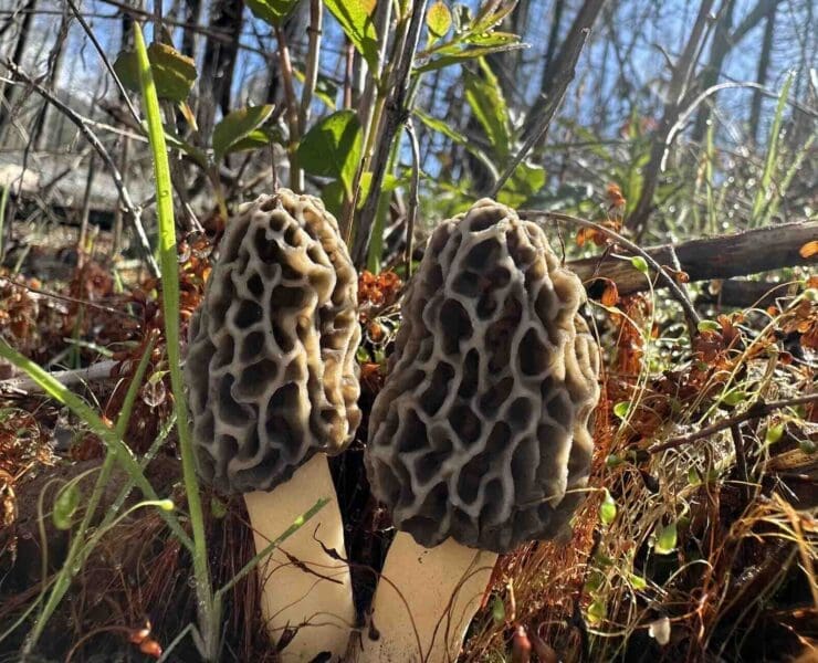 Two spring morel mushrooms in a forest backdrop