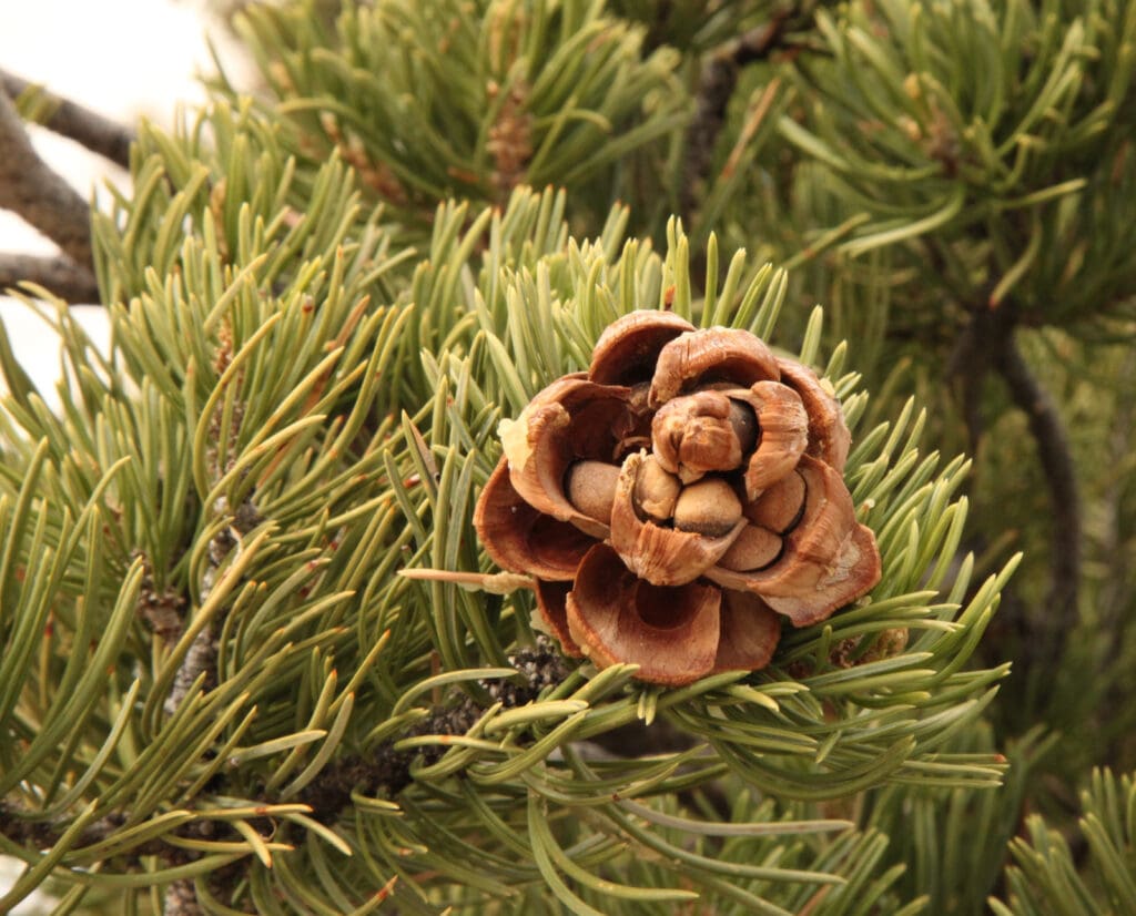 Close up of a piñon pine