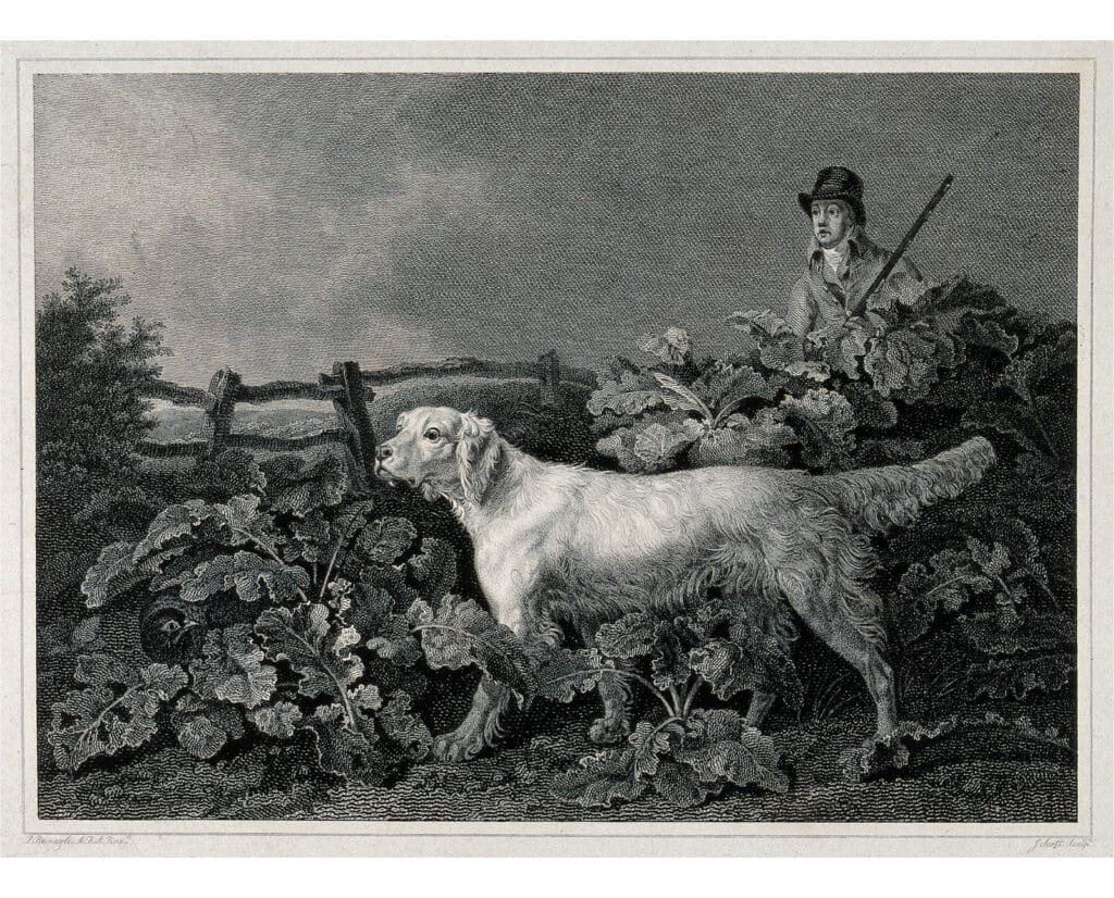 A huntsman and a setter searching for a game-bird that is hiding under large leaves in a garden. Etching by J. Scott after P. Reinagle. Reinagle, Philipp, 1749-1833. Date 1 February 1804