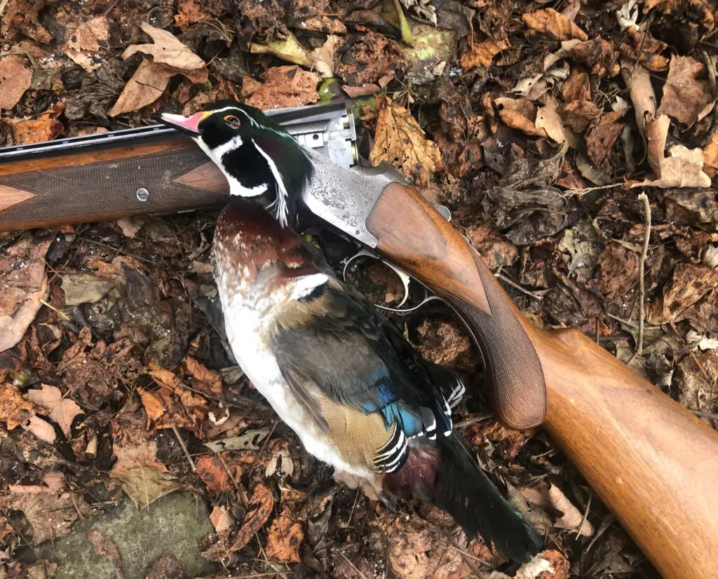 Hunting ducks with a vintage shotguns with safe non-toxic loads. 