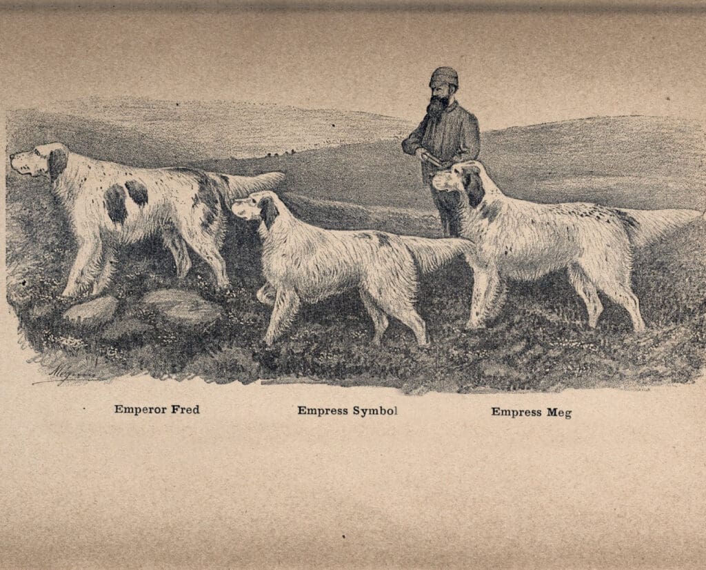 engravings of examples of Laverack Setters