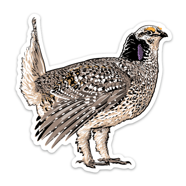 Sharp-tailed grouse sticker