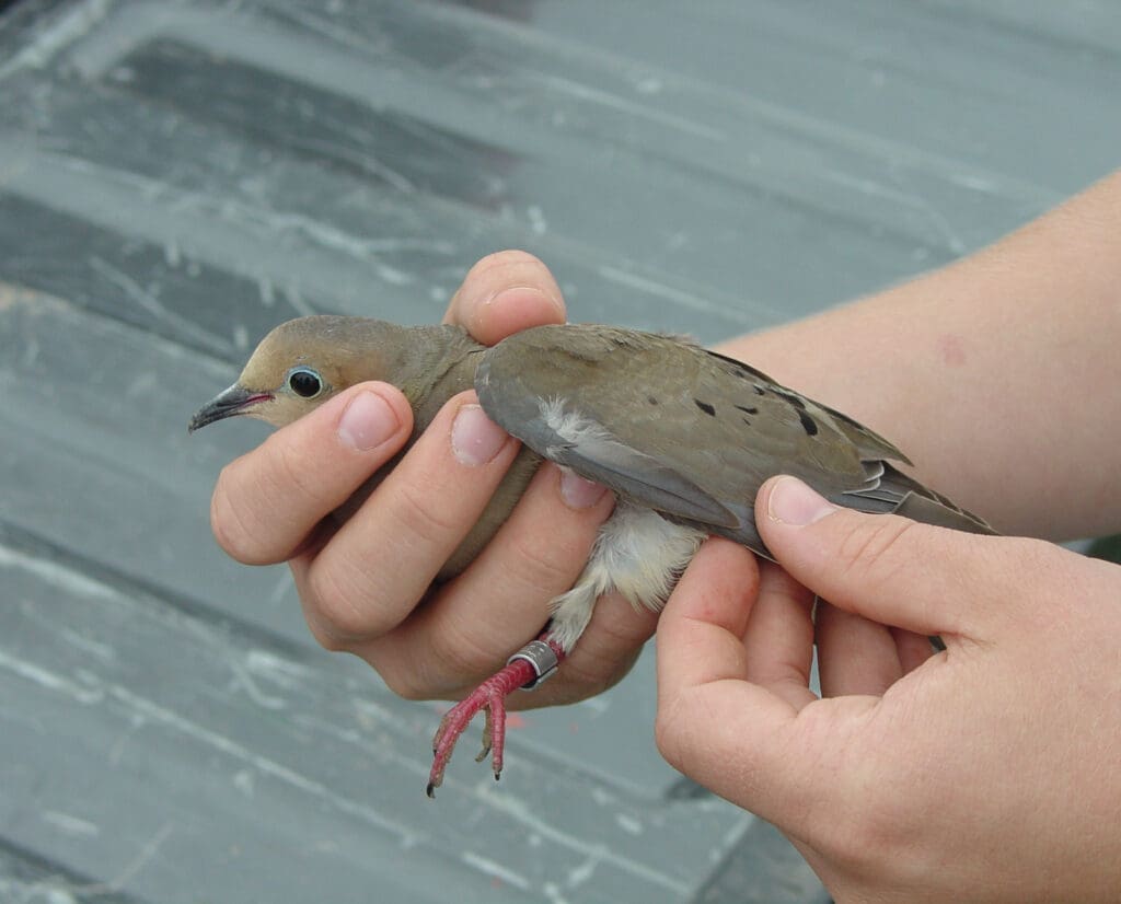 A mourning dove with a leg band.