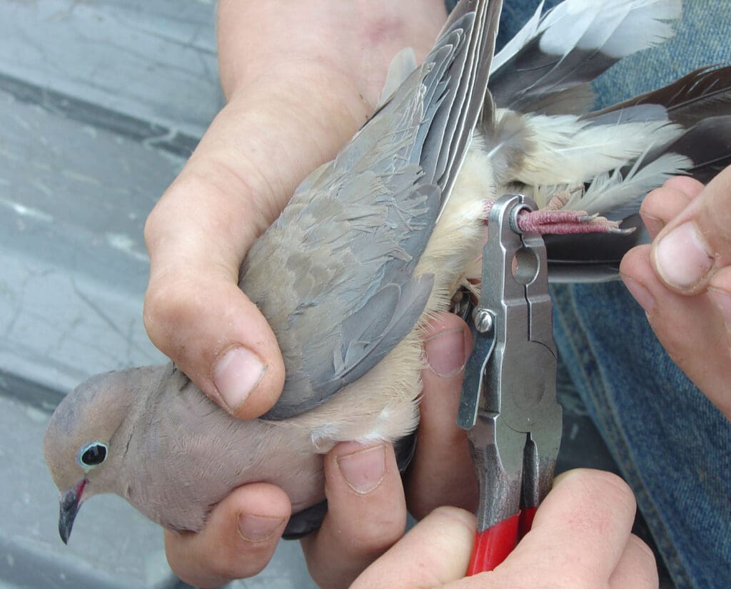 A mouring dove being banded by a biologist.